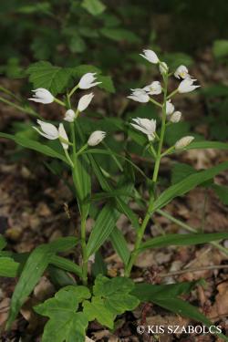 Cephalanthera longifolia (L.) Fritsch 3.Image