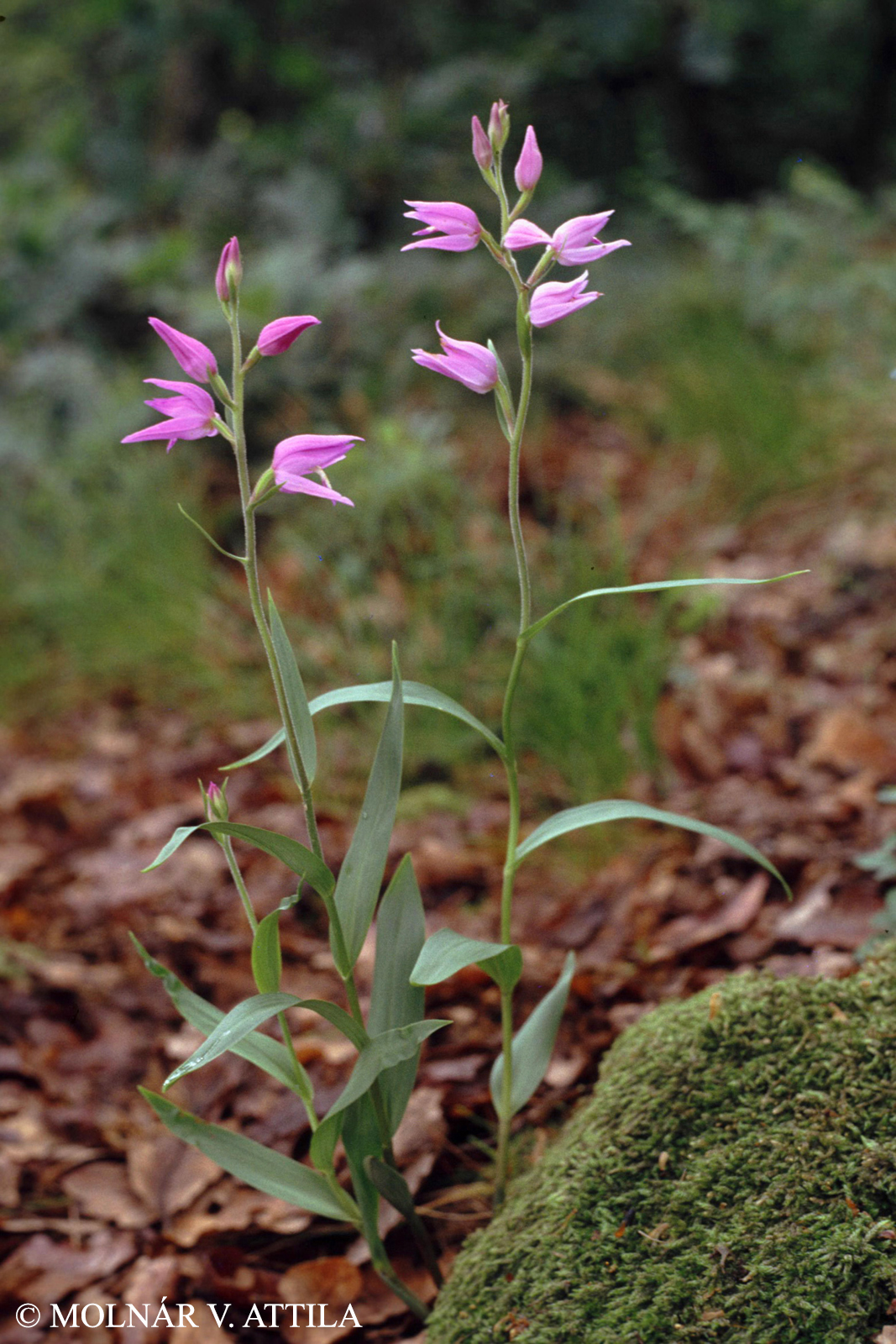 Cephalanthera rubra (L.) Fritsch