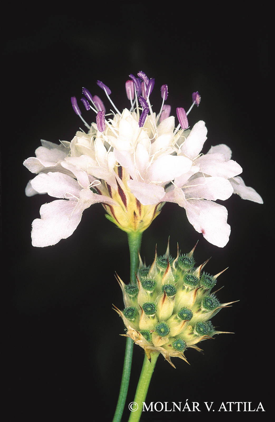 Cephalaria transsylvanica (L.) Schrad.