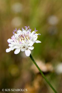 Cephalaria transsylvanica (L.) Schrad. 2.Image