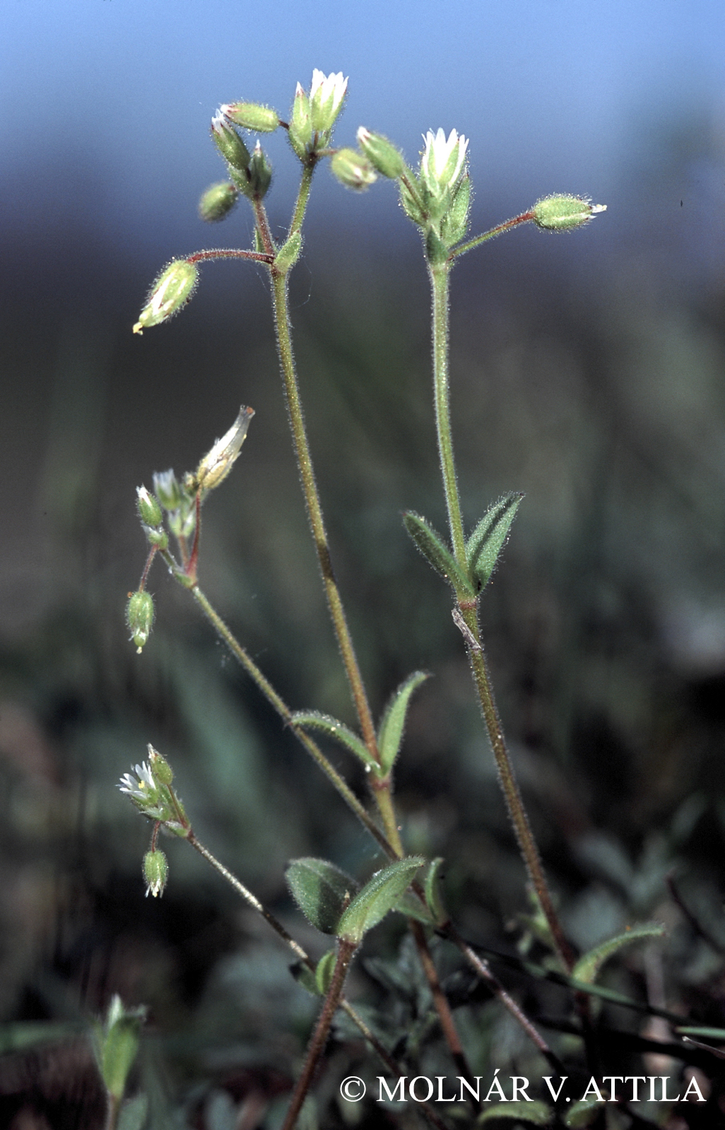 Cerastium arvense L.