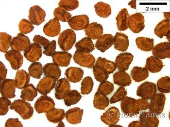 Cerastium arvense L. 2.Image