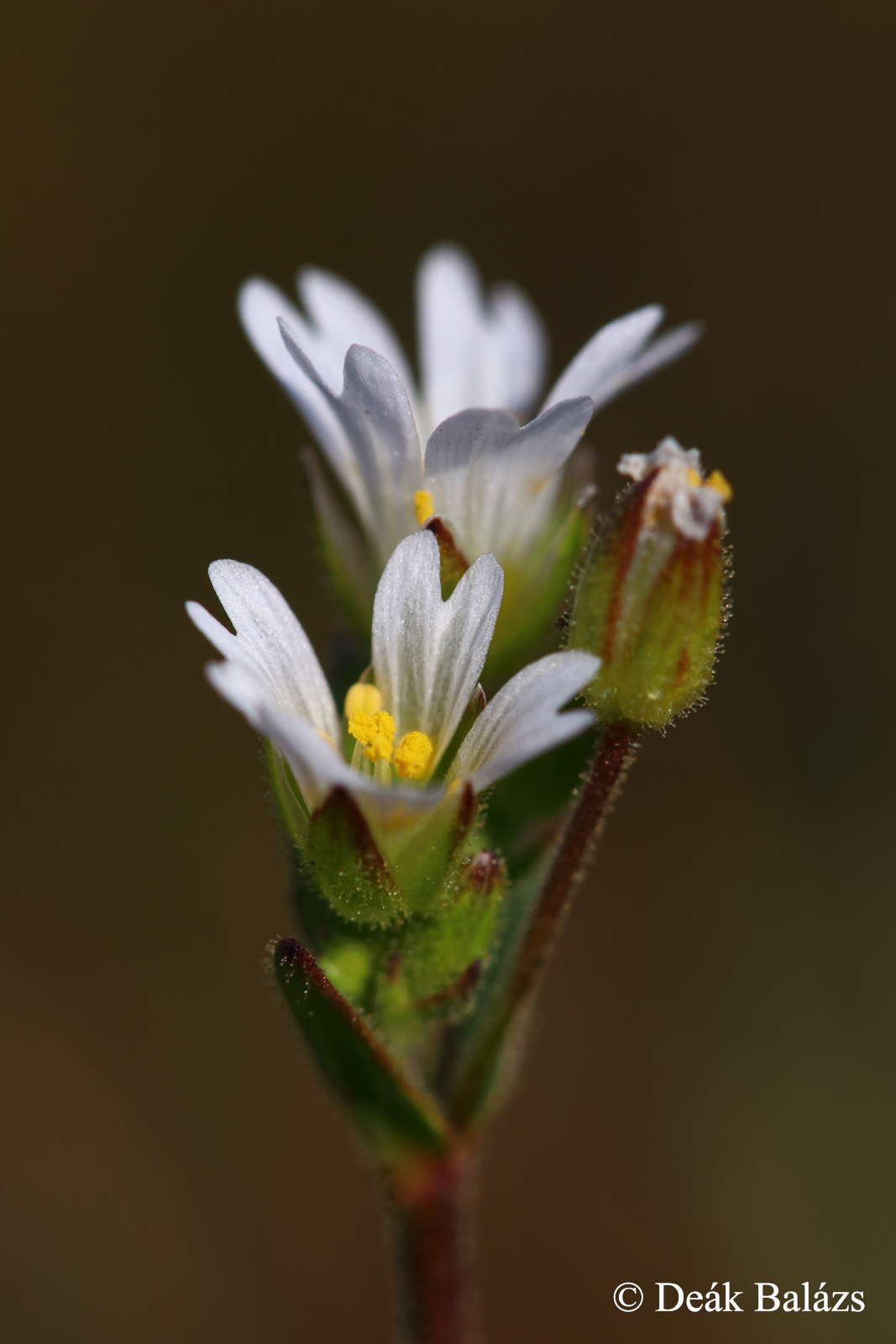 Cerastium dubium (Bastard) Guépin