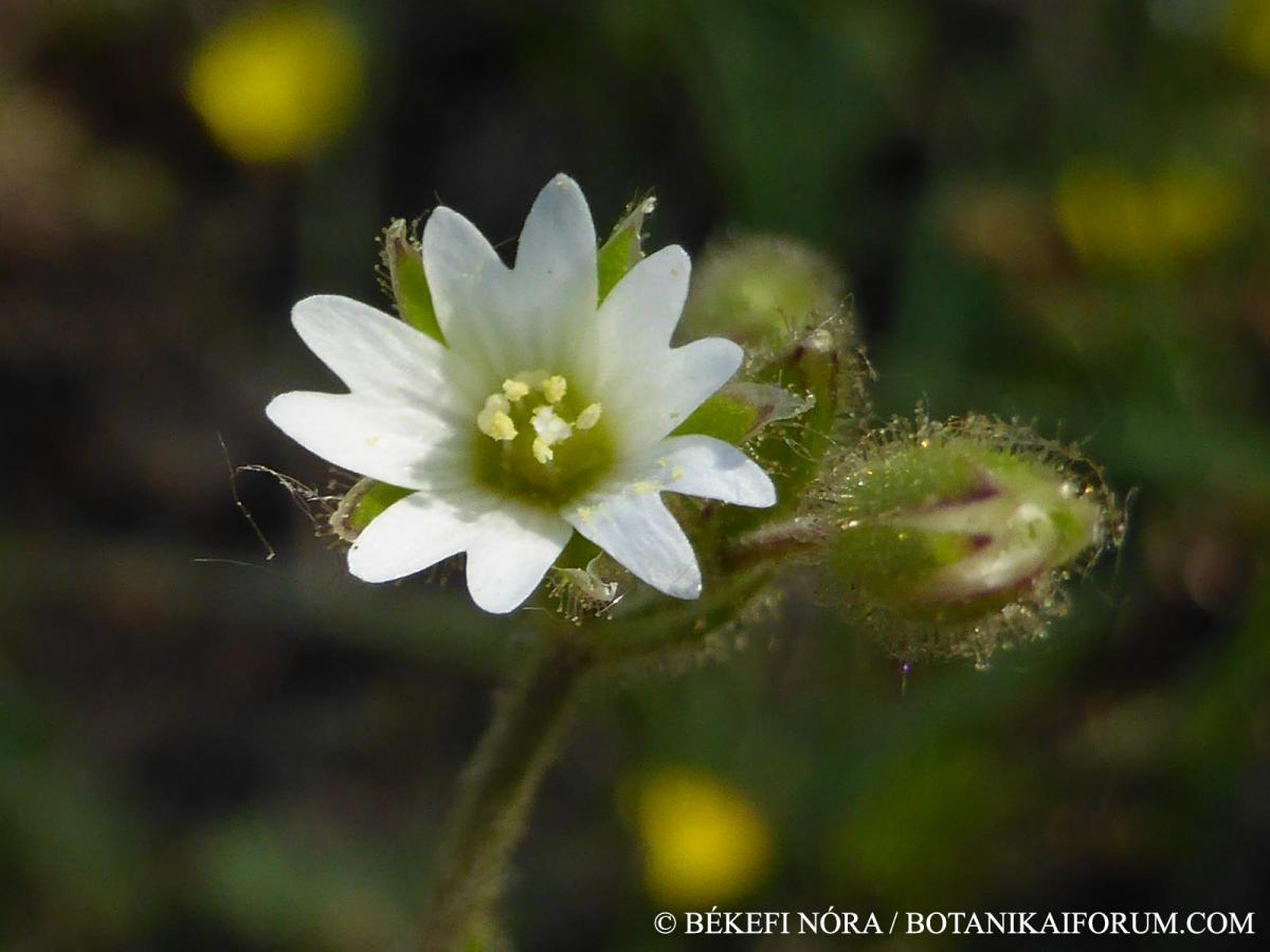 Cerastium glutinosum agg.