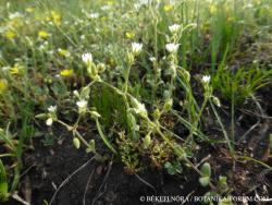 Cerastium glutinosum agg. 2.Image