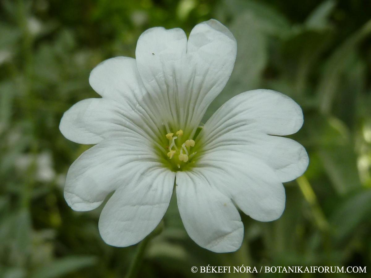 Cerastium tomentosum L.