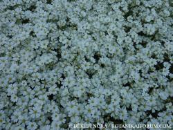 Cerastium tomentosum L. 2.Image