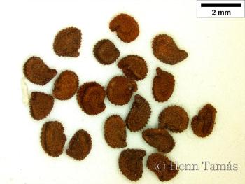 Cerastium tomentosum L. 3.Image