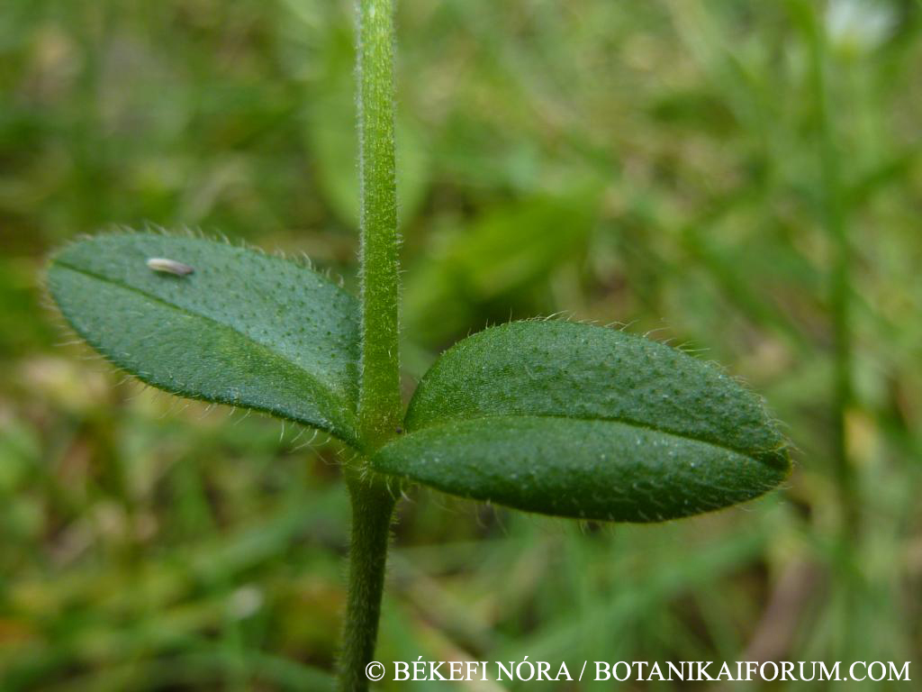 Cerastium vulgare Hartm.