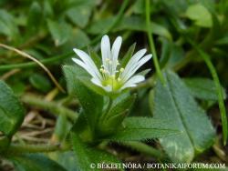 Cerastium vulgare Hartm. 2.Image