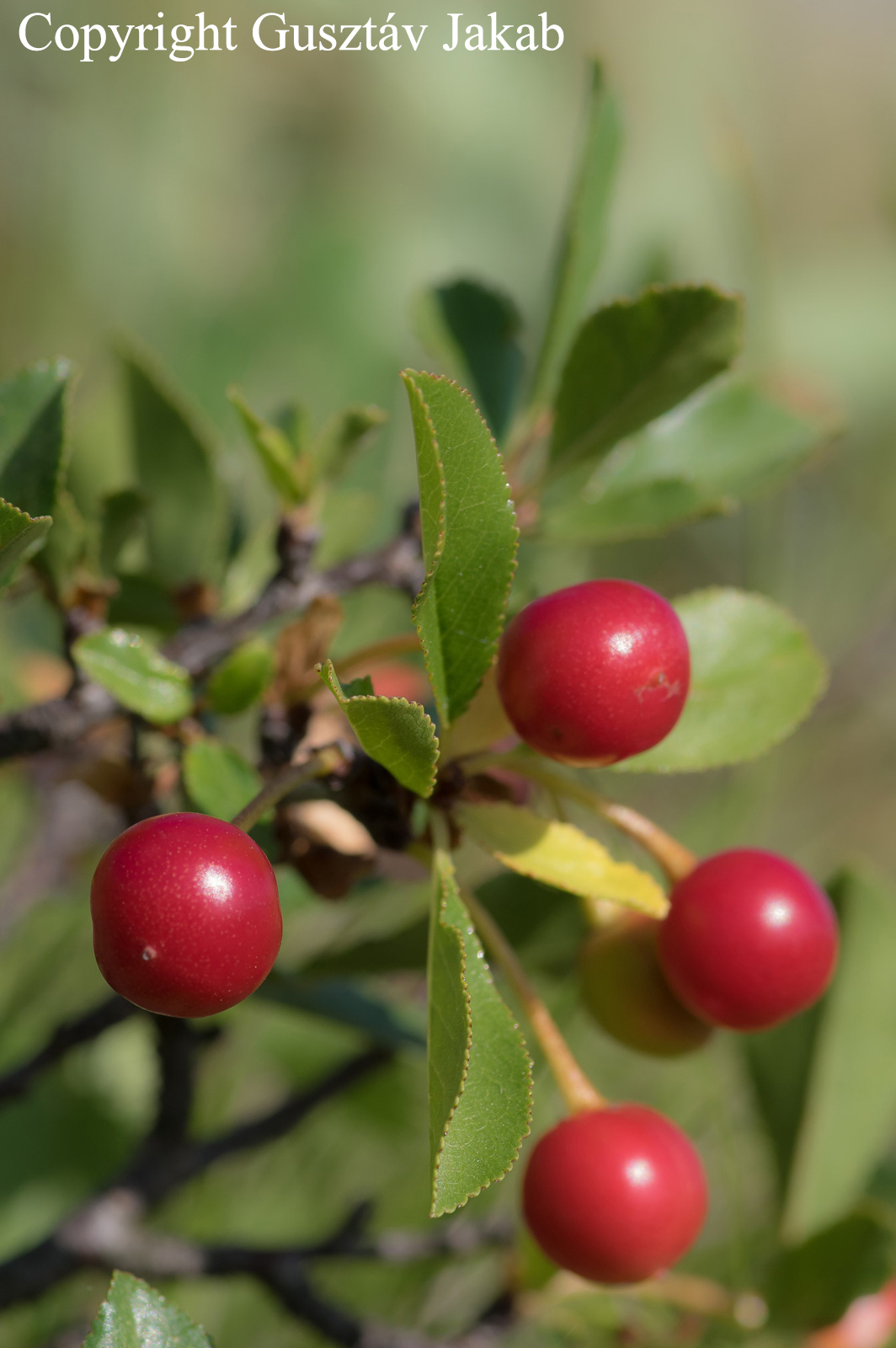 Cerasus fruticosa (Pall.) Woronow