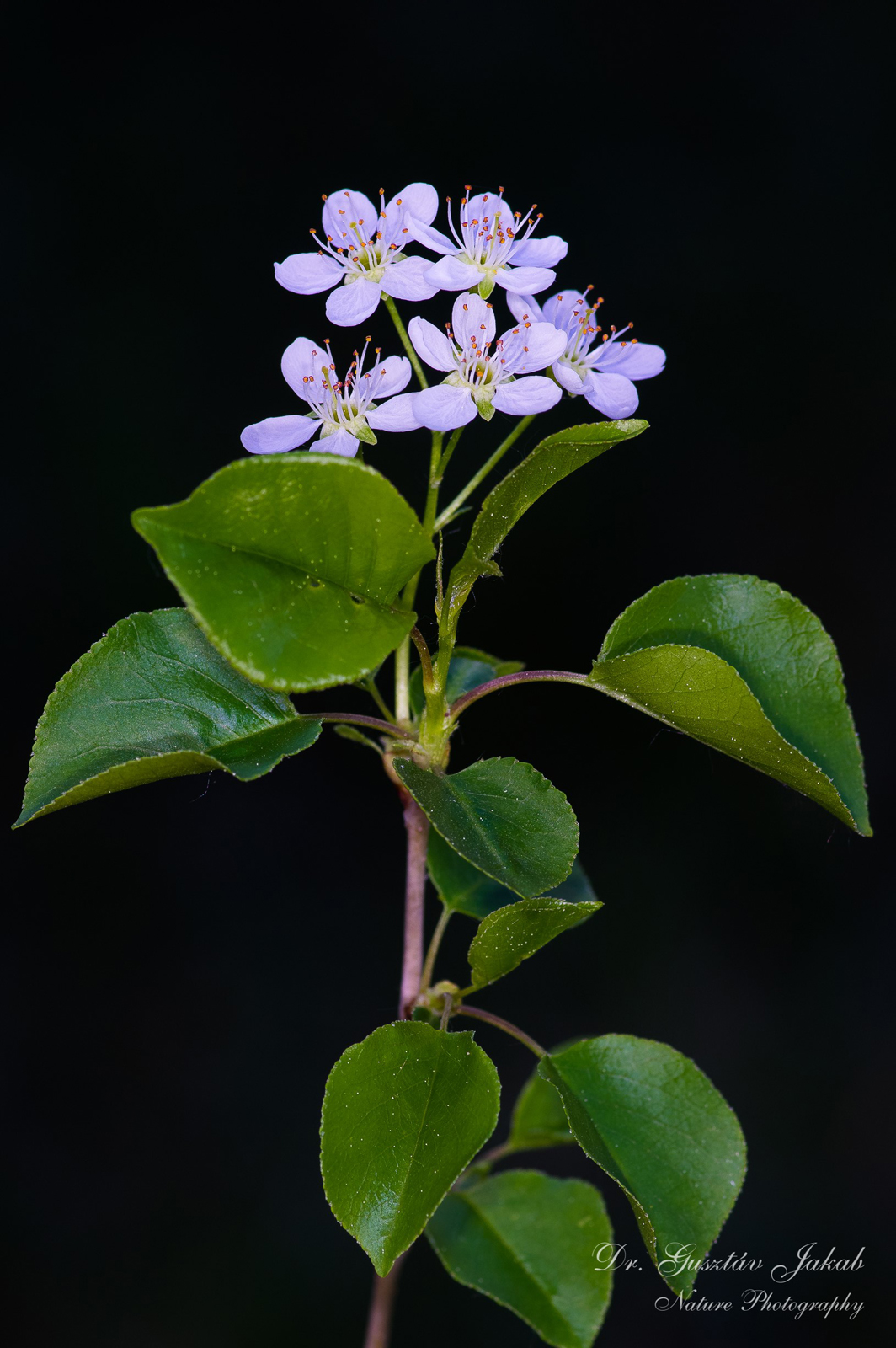 Cerasus mahaleb (L.) Mill.