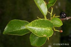 Cerasus mahaleb (L.) Mill. 2.Image
