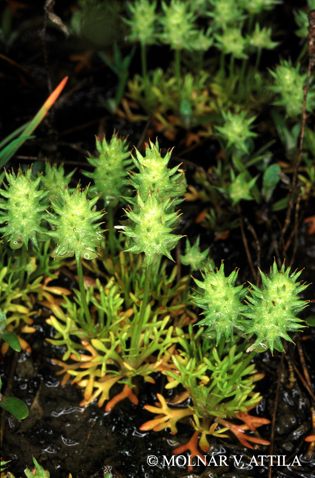 Ceratocephala testiculata (Crantz) Roth
