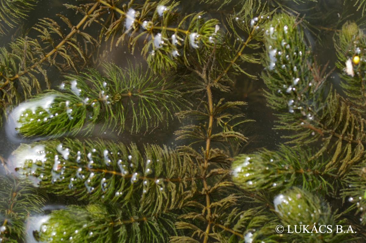 Ceratophyllum demersum L.