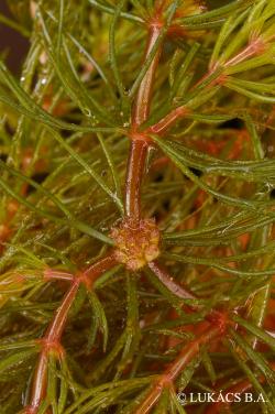 Ceratophyllum demersum L. 2.Kép