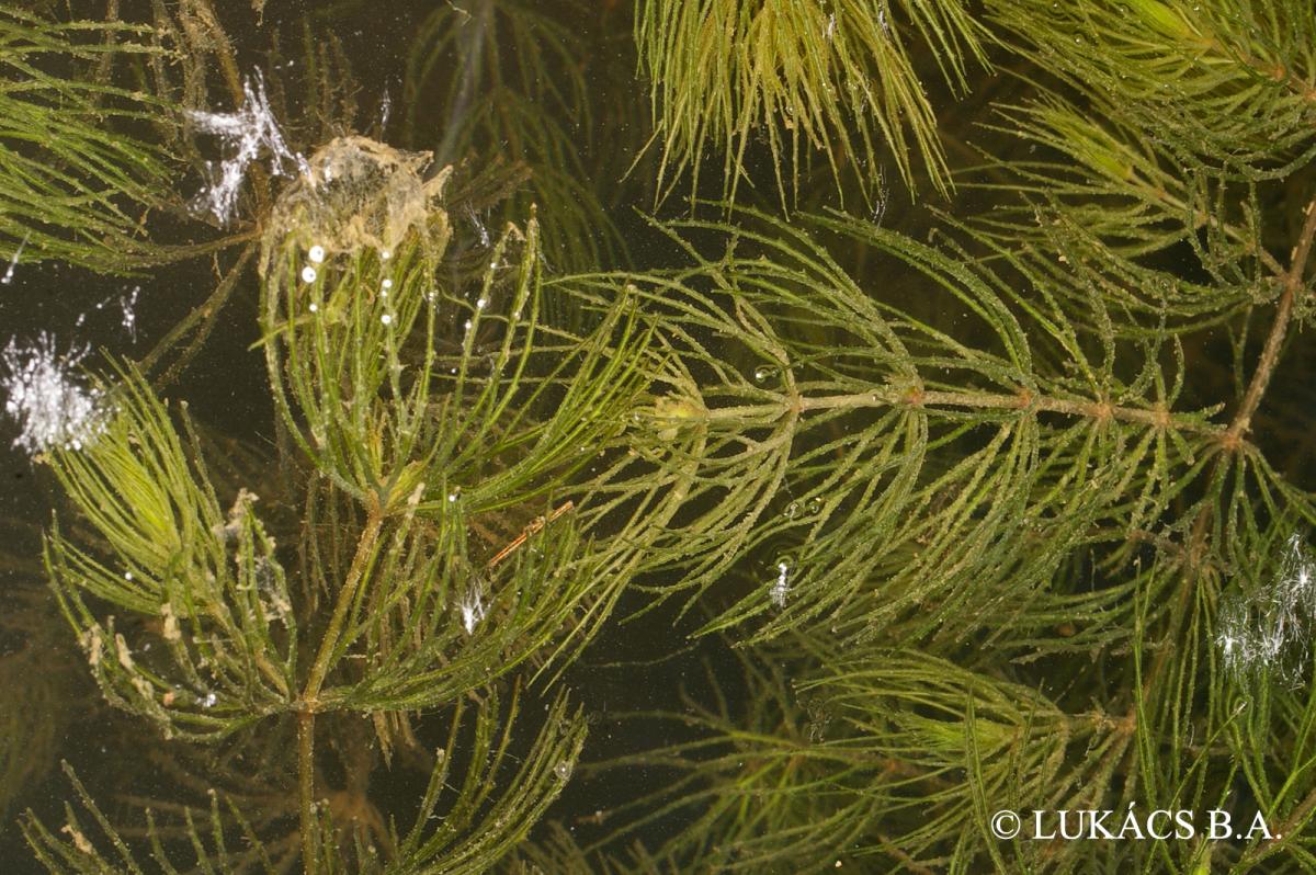 Ceratophyllum submersum L.