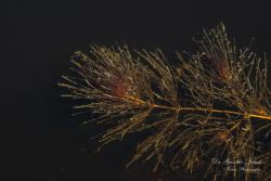 Ceratophyllum submersum L. 2.Image