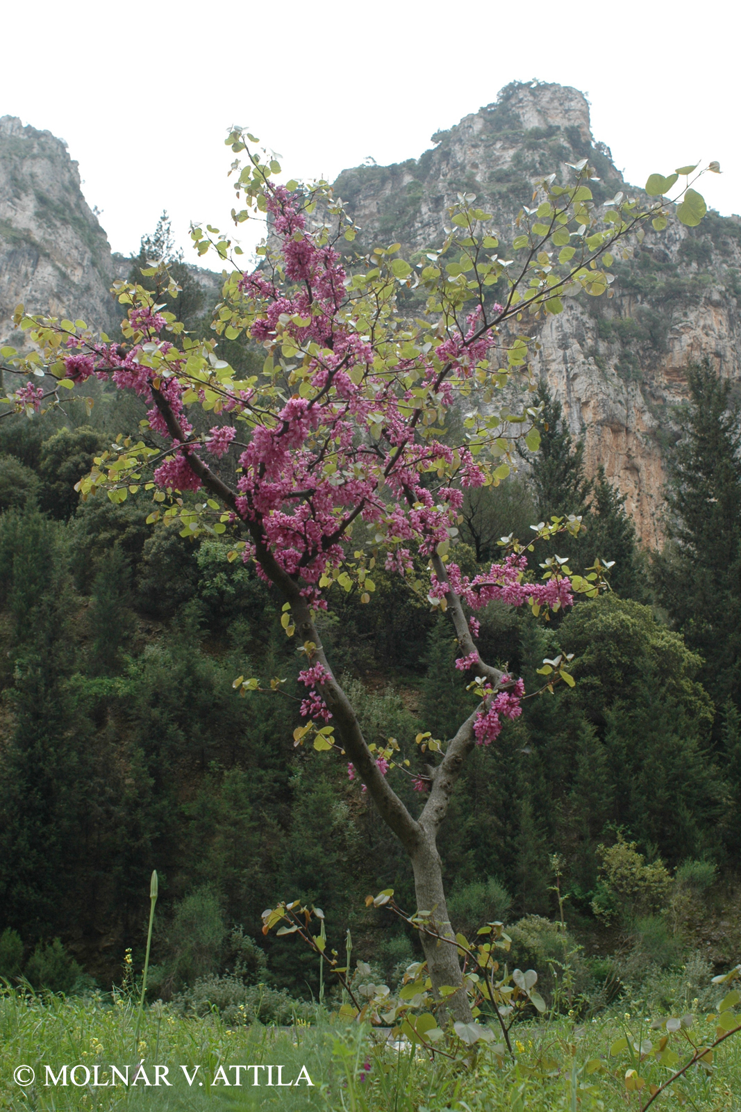 Cercis siliquastrum L.