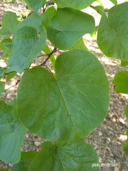 Cercis siliquastrum L. 3.Image