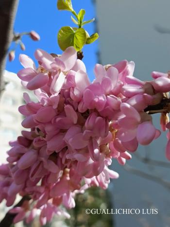 Cercis siliquastrum L. 4.Image