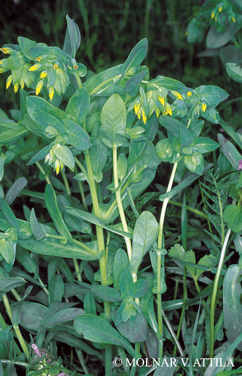 Cerinthe minor L.