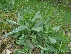 Cerinthe minor L. 2.Image