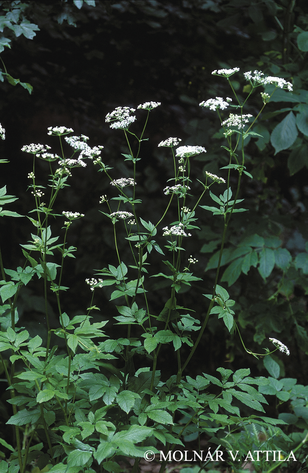 Chaerophyllum aromaticum L.