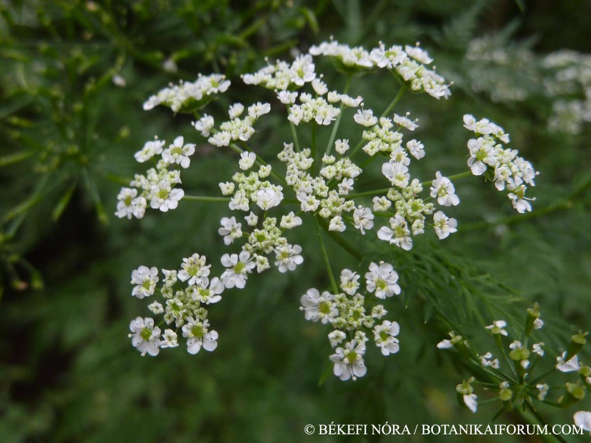 Chaerophyllum bulbosum L.