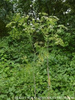 Chaerophyllum bulbosum L. 2.Kép