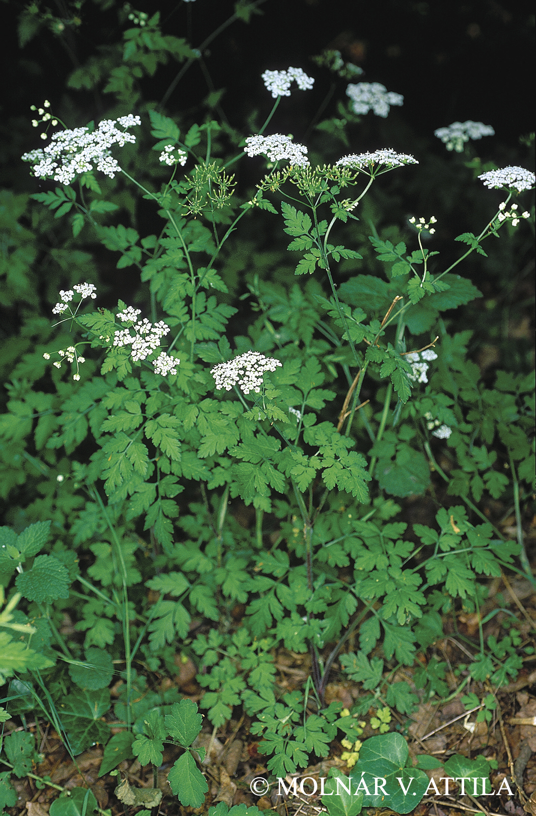 Chaerophyllum temulum L.