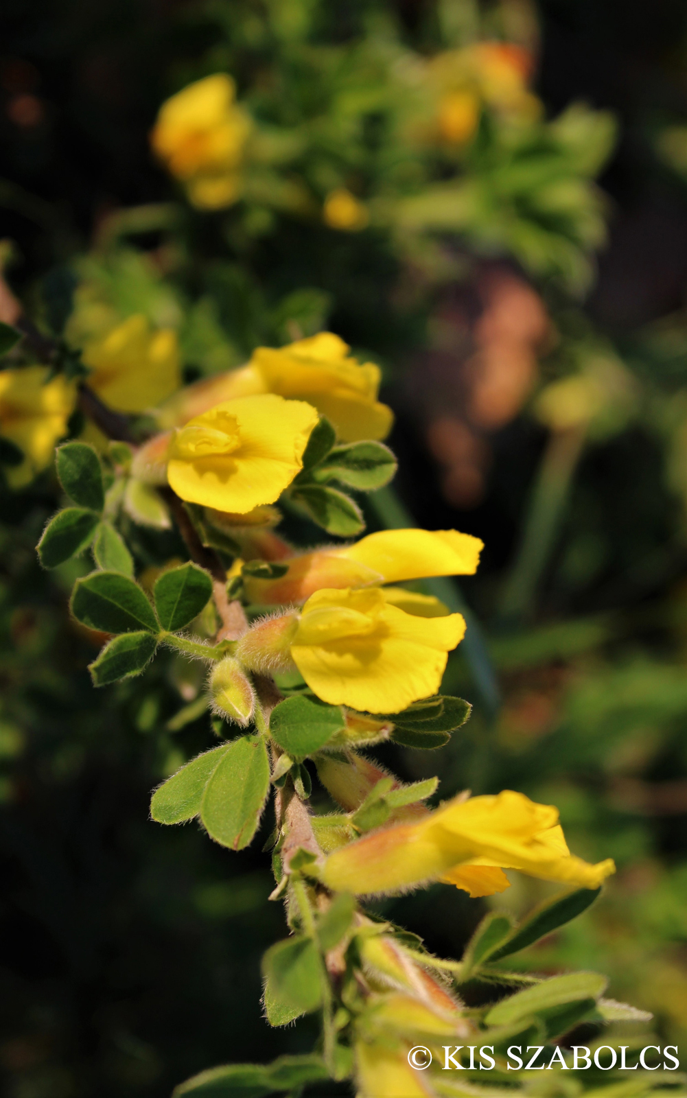 Chamaecytisus ratisbonensis (Schaeff.) Rothm.