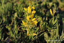 Chamaecytisus ratisbonensis (Schaeff.) Rothm. 2.Image