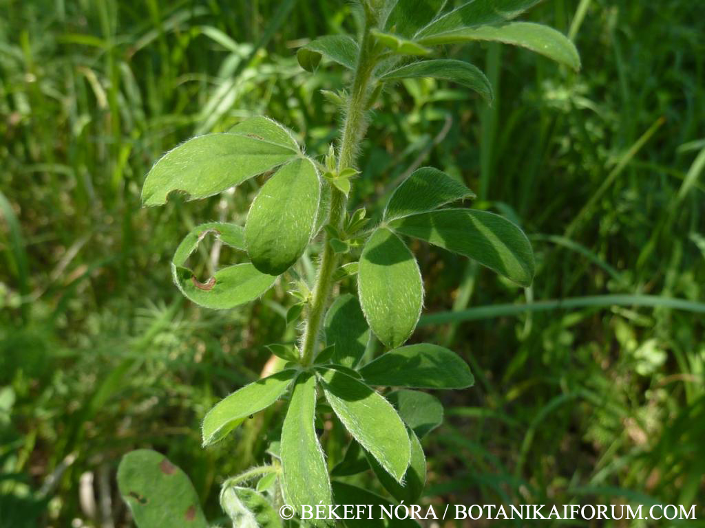 Chamaecytisus supinus (L.) Link
