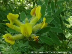 Chamaecytisus supinus (L.) Link 2.Image