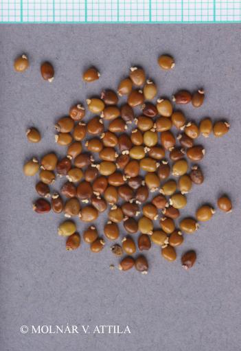 Chamaecytisus supinus (L.) Link 3.Image