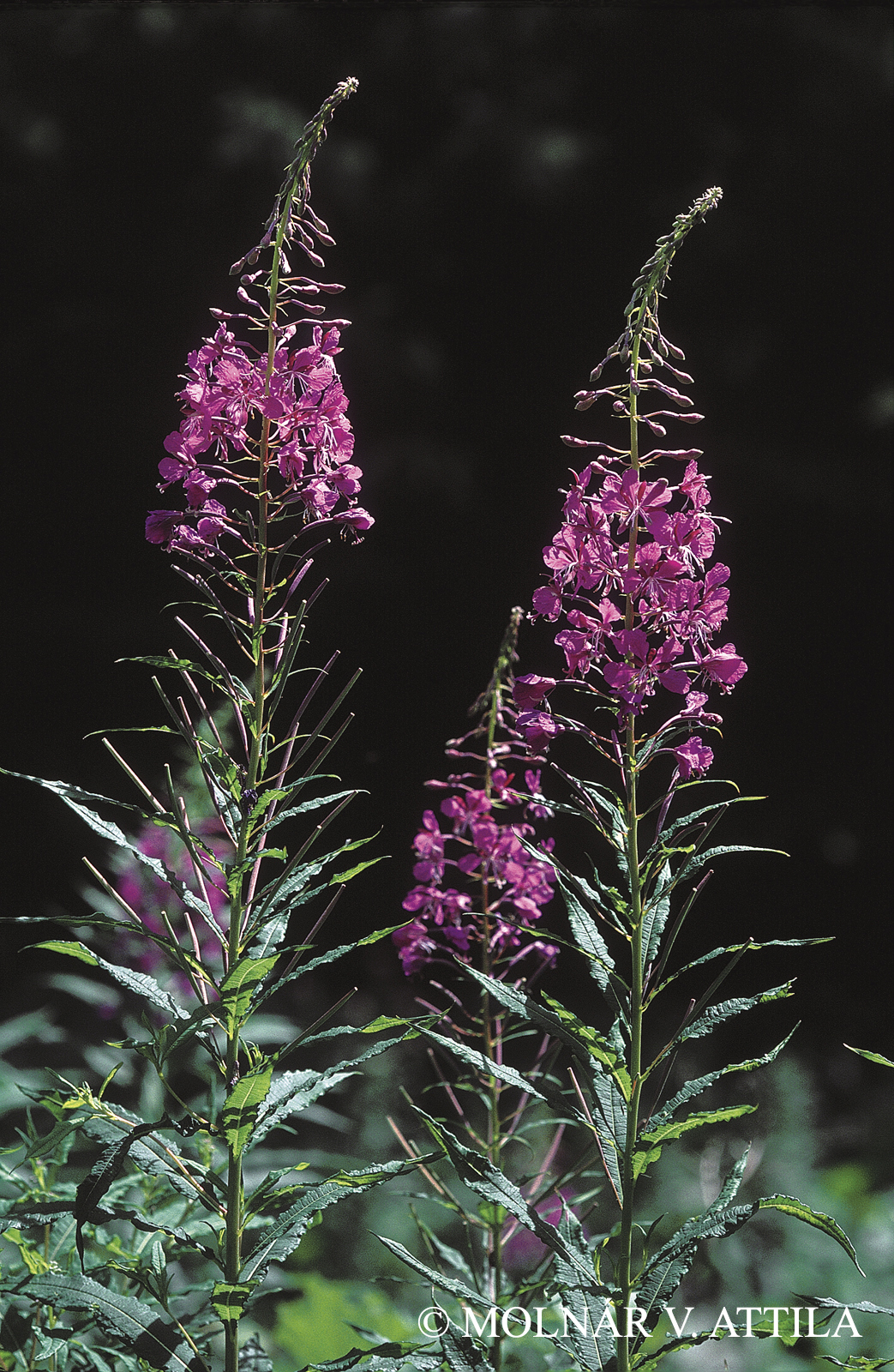 Chamaenerion angustifolium (L.) Scop.