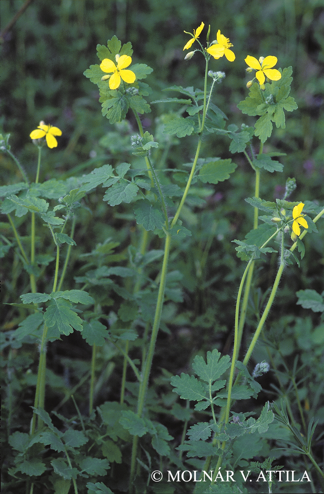 Chelidonium majus L.
