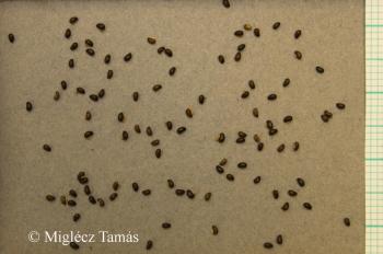 Chelidonium majus L. 3.Image