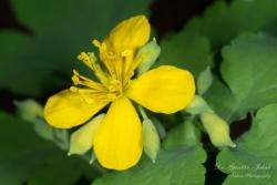 Chelidonium majus L. 2.Image