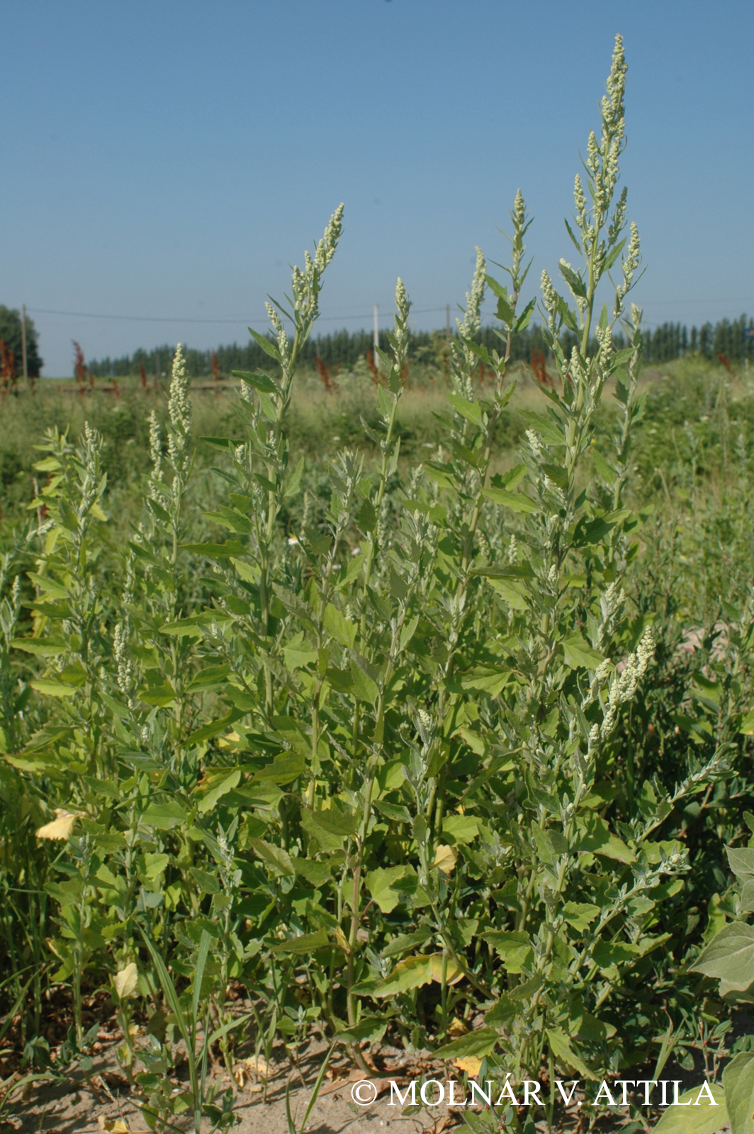 Chenopodium album L.