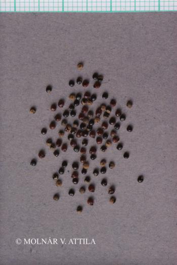 Chenopodium album L. 2.Image