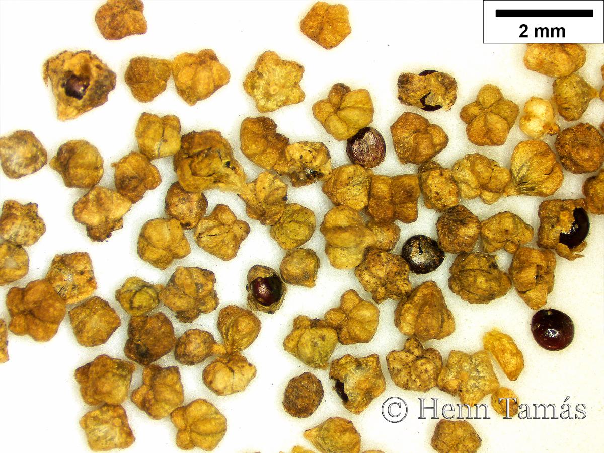 Chenopodium ambrosioides L.