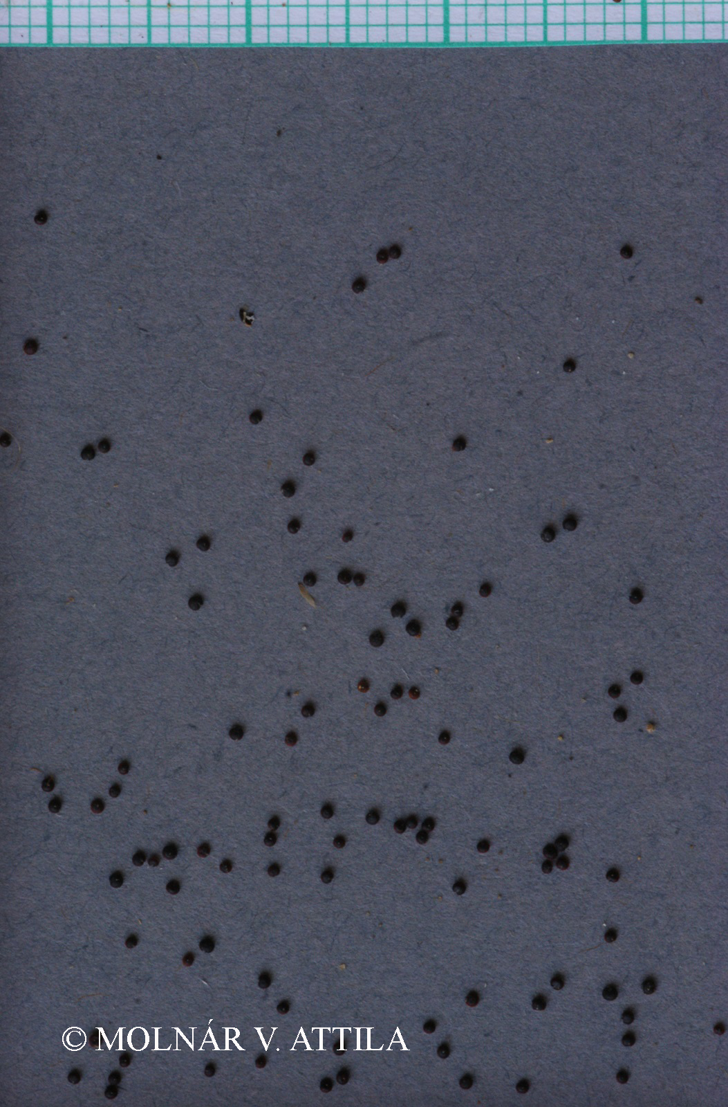 Chenopodium aristatum L.