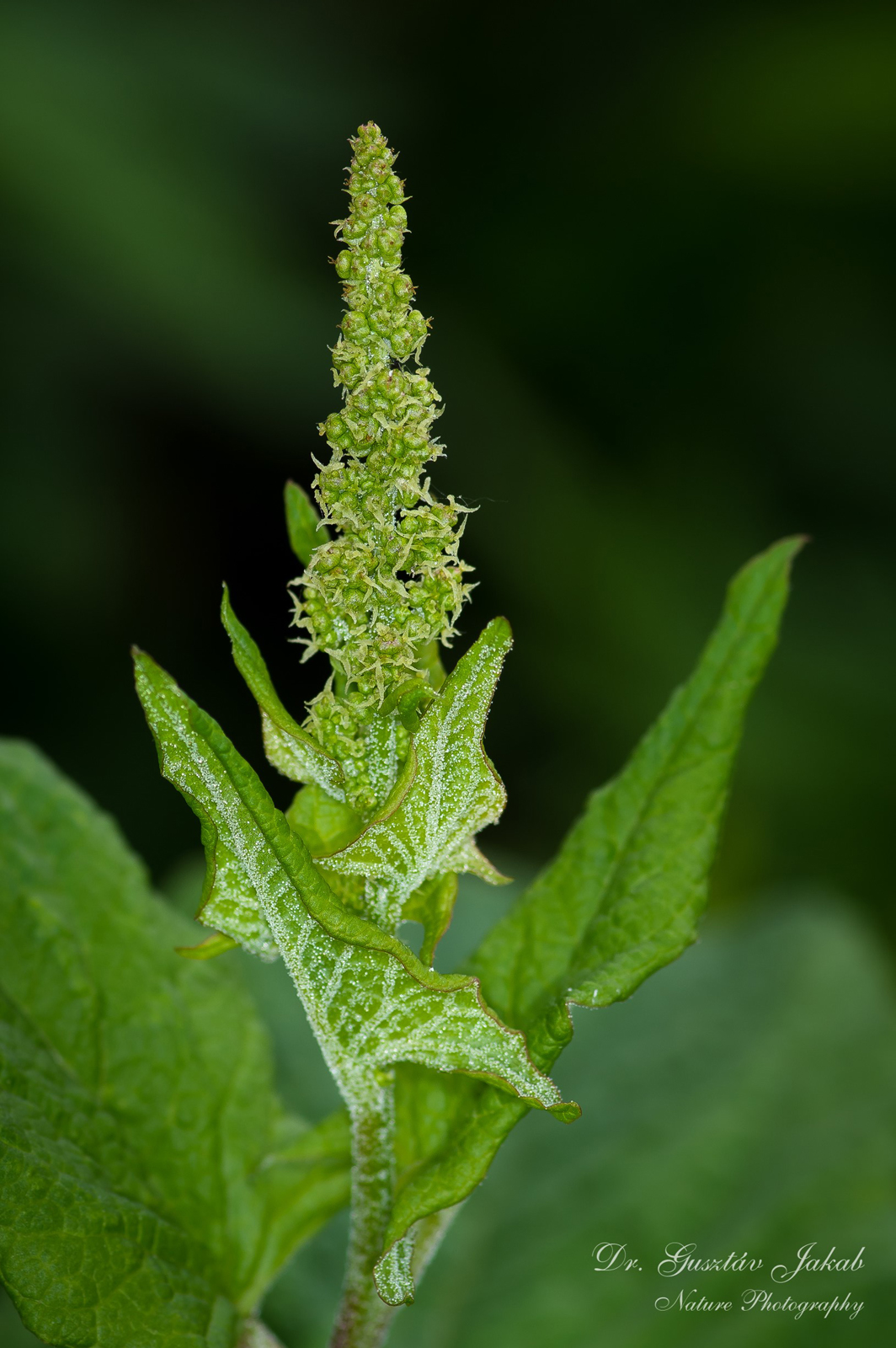 Chenopodium bonus-henricus L.