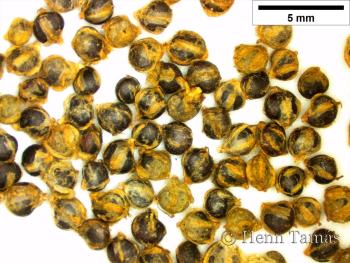 Chenopodium bonus-henricus L. 2.Image