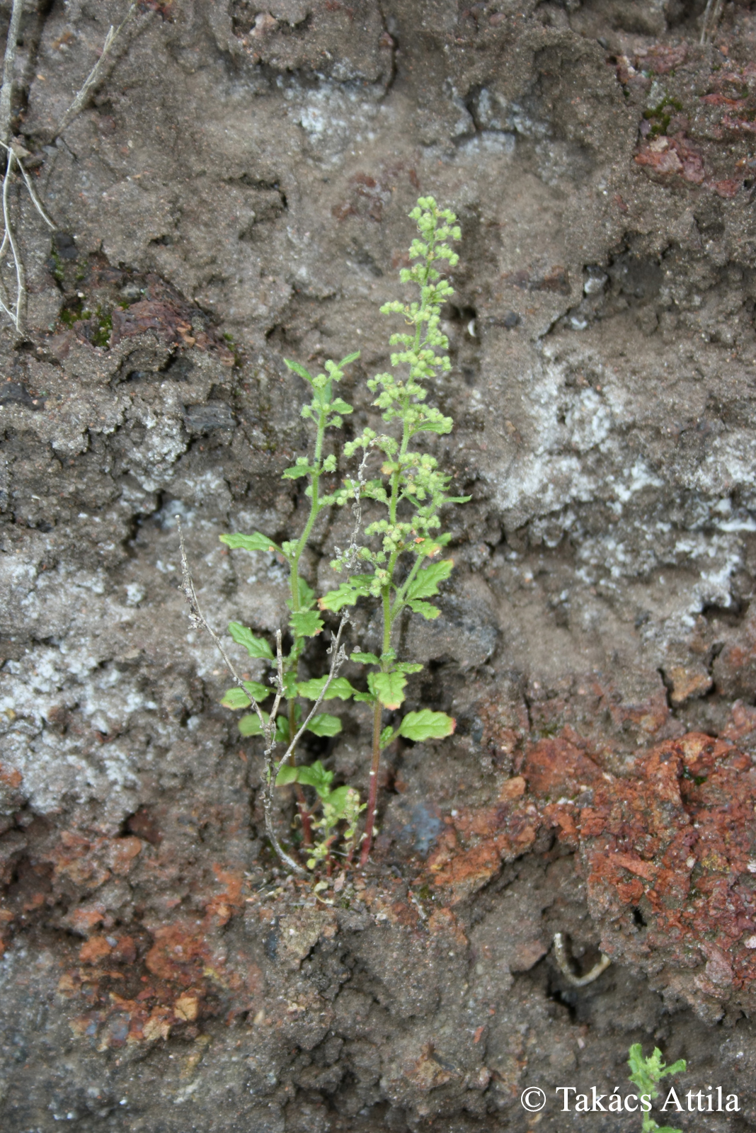Chenopodium botrys L.