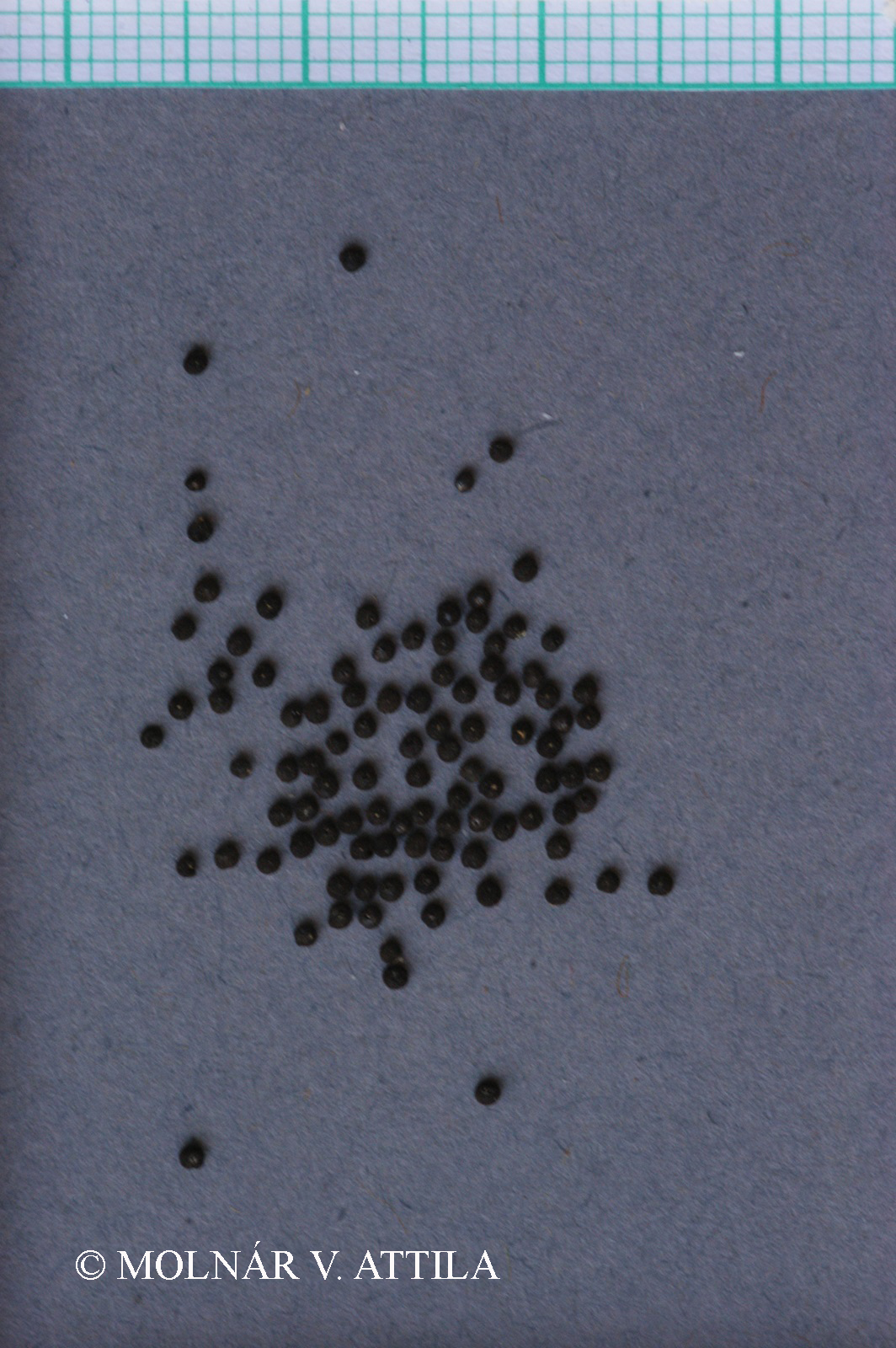 Chenopodium chenopodioides (L.) Aellen