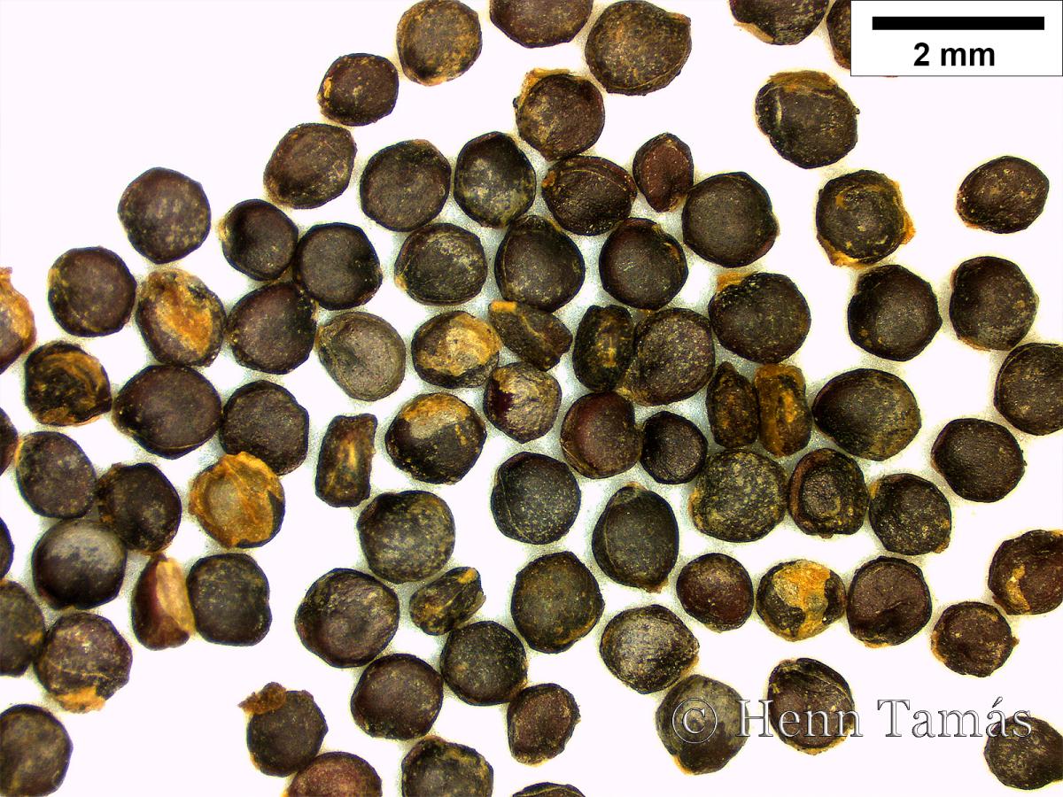 Chenopodium foliosum Asch.
