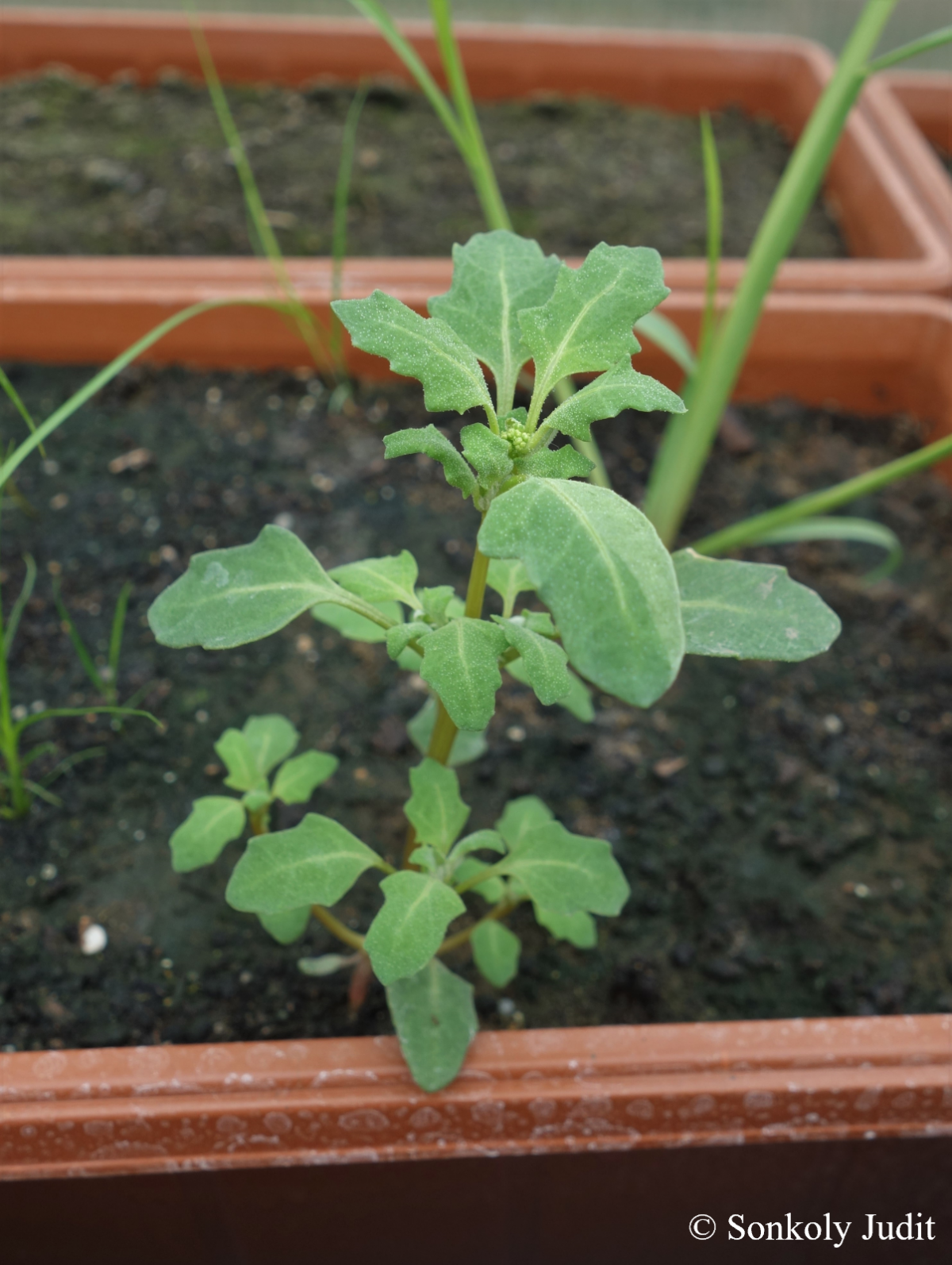 Chenopodium glaucum L.